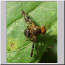 Philophylla caesio - Bohrfliege 05.jpg